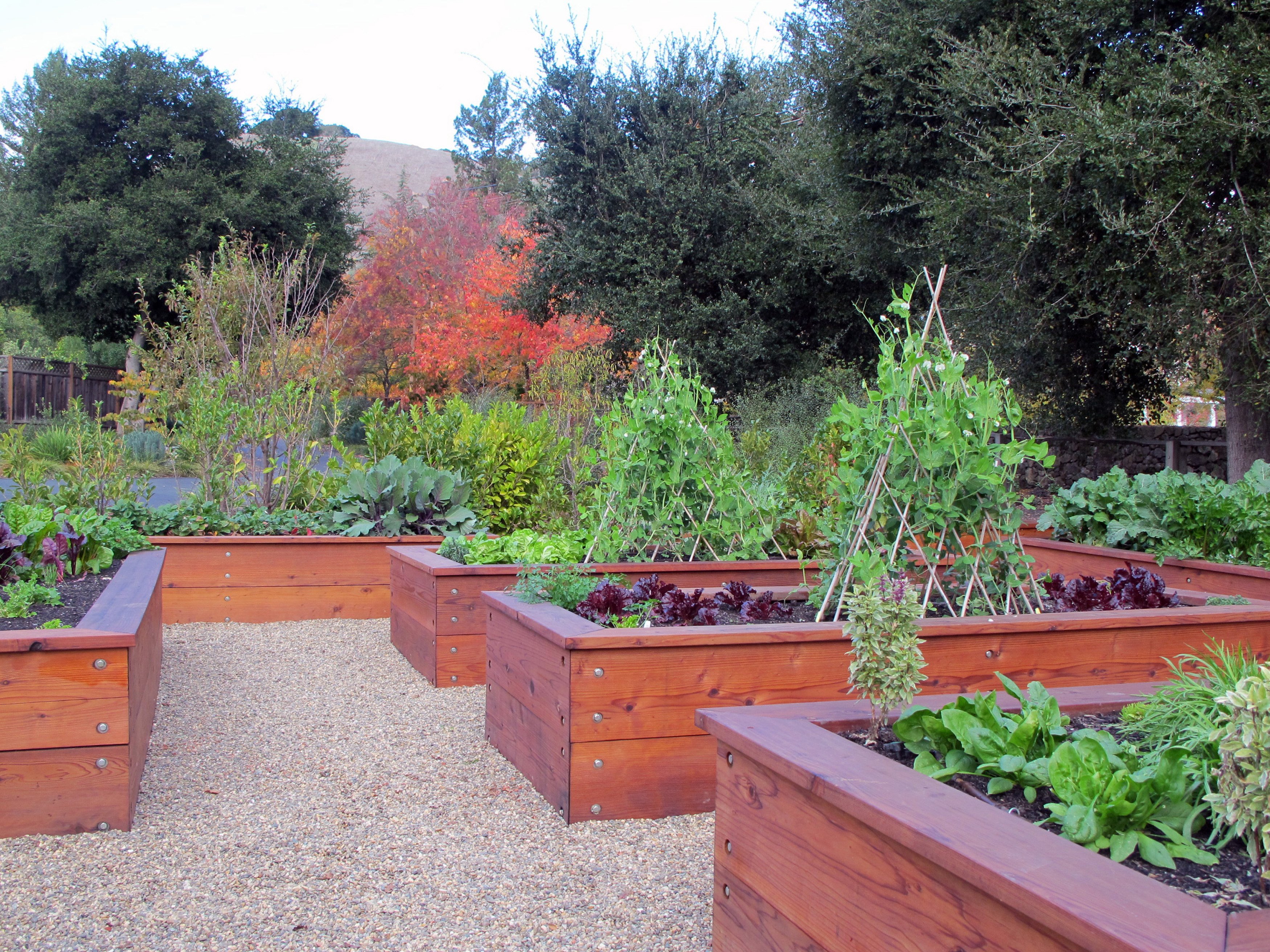 Garden Boxes