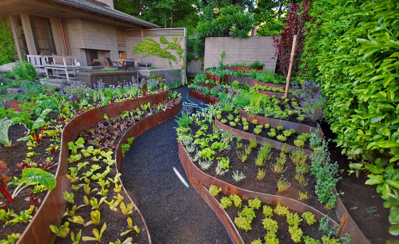 curved corten veggie beds