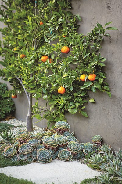 succulents-espalier