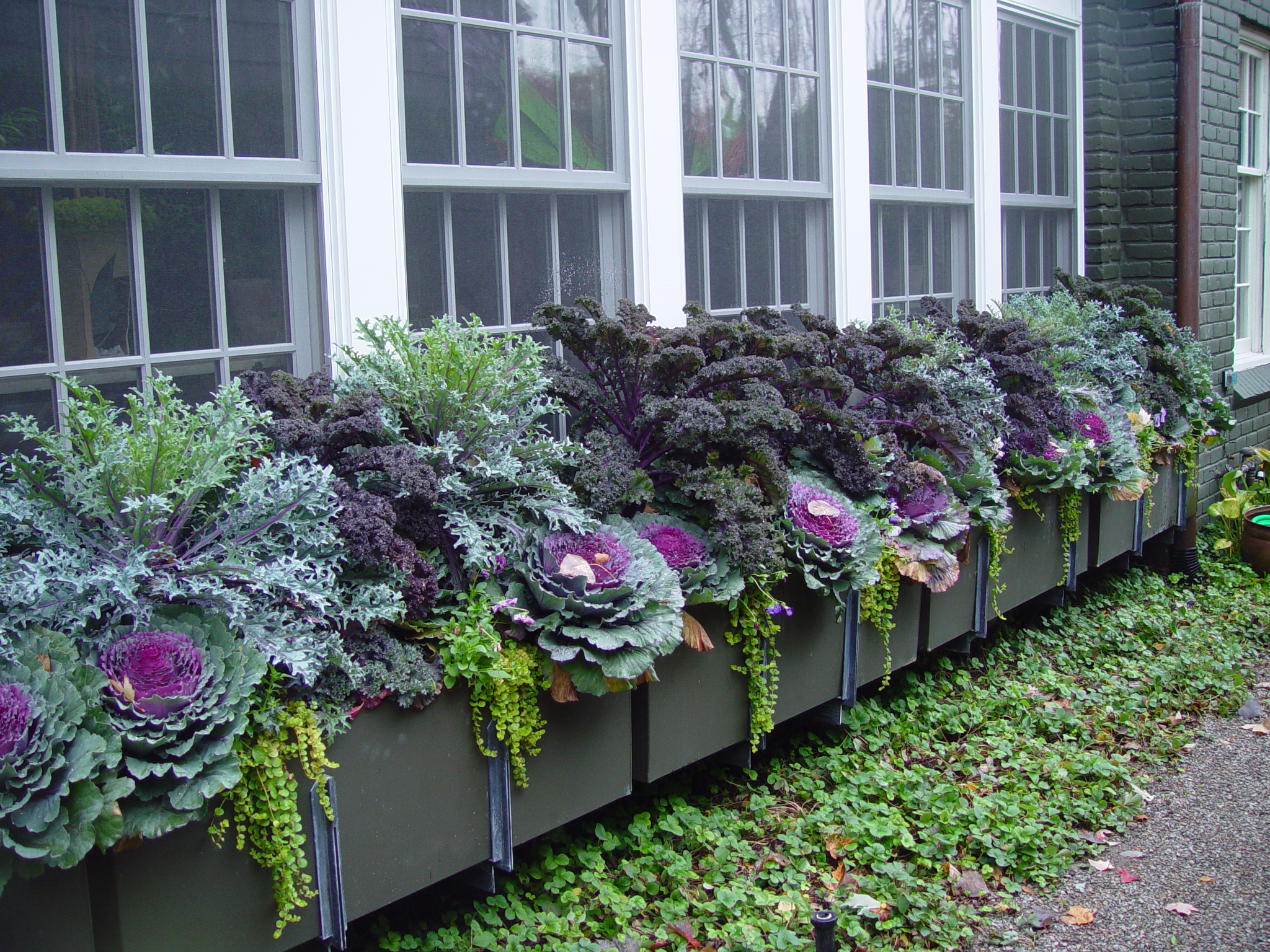 Garden boxes with edible and ornamental kale